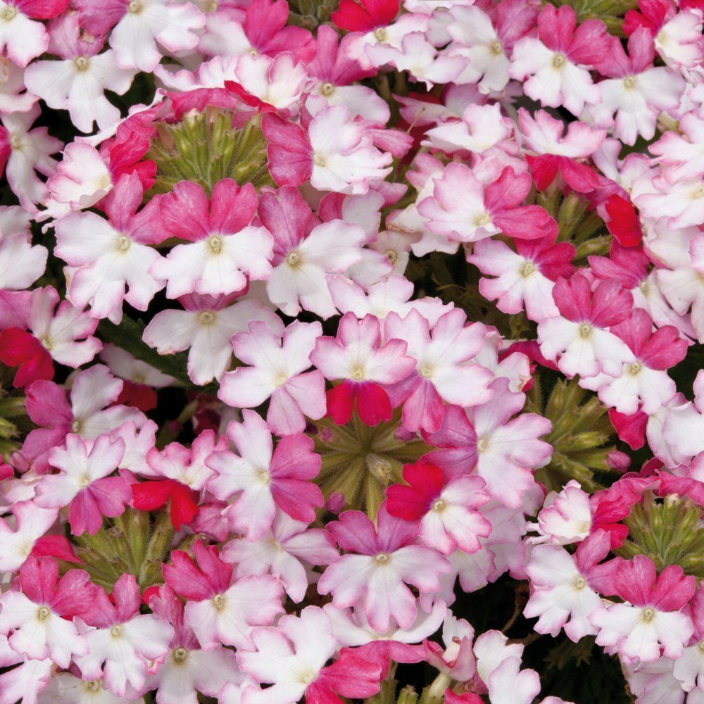 Verbena Sparkle Dark Pink Bedding Plug Plant