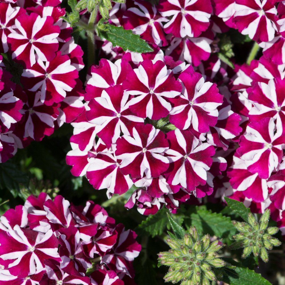 Verbena Voodoo Burgundy Star Bedding Plug Plant