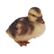 Vivid Arts 12cm Duckling Squatting - NF - DK22 - F - Old Railway Line Garden Centre