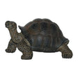 Vivid Arts 17cm Baby Tortoise Pet Pals - PP - BT02 - F - Old Railway Line Garden Centre