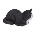 Vivid Arts 34.5cm Black & White Dreaming Cat - XRL - DC29 - Old Railway Line Garden Centre