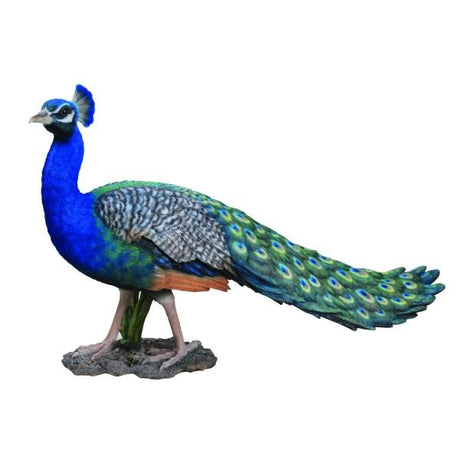 Vivid Arts 52cm Peacock - XRL - PCOK - B - Old Railway Line Garden Centre