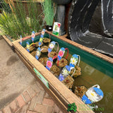 Water Lily Nymphaea 'Aurora' Pond Plant 2Ltr Pot