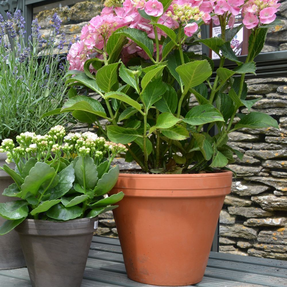 Woodlodge 10cm Terracotta Spang Standard Pot - Old Railway Line Garden Centre