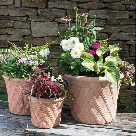 Woodlodge 21cm Terracotta Aladdin Pot - Old Railway Line Garden Centre