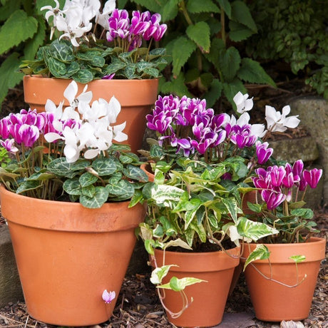 Woodlodge 22cm Terracotta Sprang Standard Pot - Old Railway Line Garden Centre