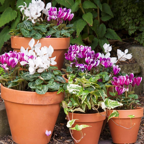 Woodlodge 26cm Terracotta Standard Sprang Pot - Old Railway Line Garden Centre