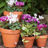 Woodlodge 26cm Terracotta Standard Sprang Pot - Old Railway Line Garden Centre