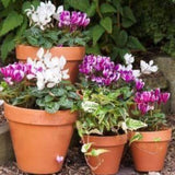 Woodlodge 33cm Terracotta Spang Standard Pot - Old Railway Line Garden Centre